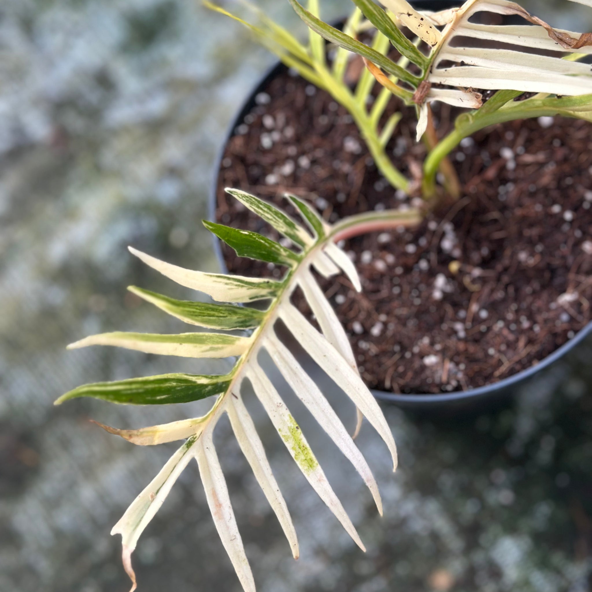 Philodendron Tortum Variegated