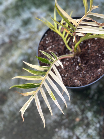 Philodendron Tortum Variegated