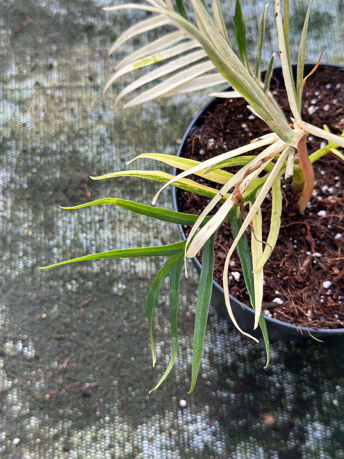 Philodendron Tortum Variegated