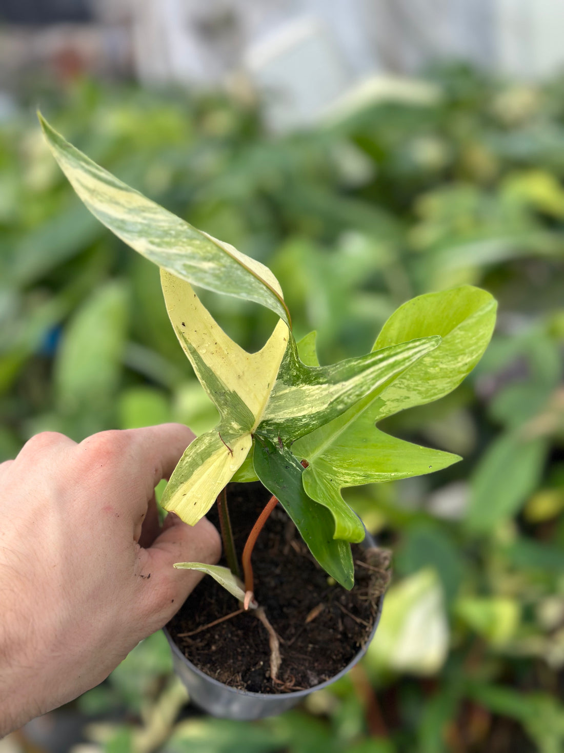 Philodendron Florida Beauty