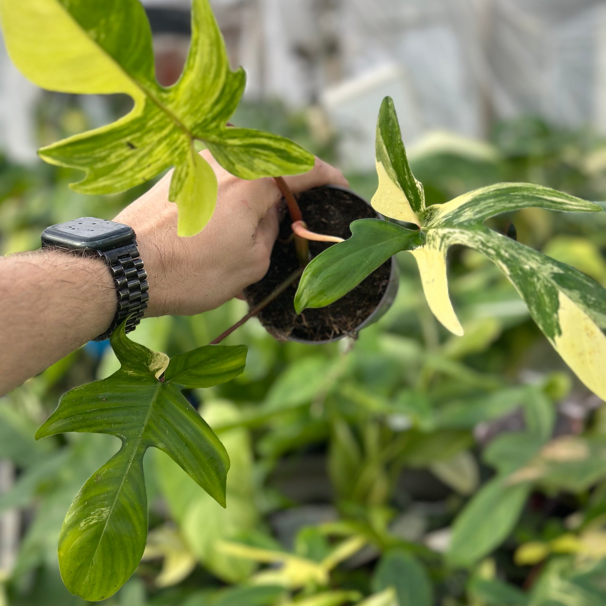 Philodendron Florida Beauty