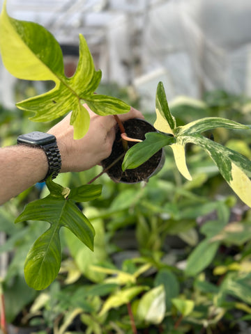 Philodendron Florida Beauty