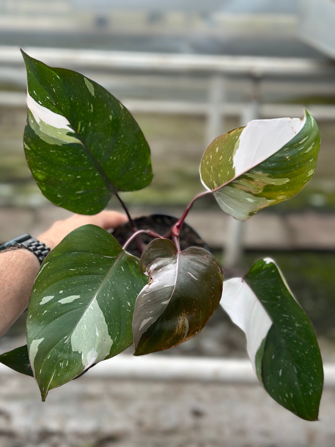 Philodendron Red Anderson