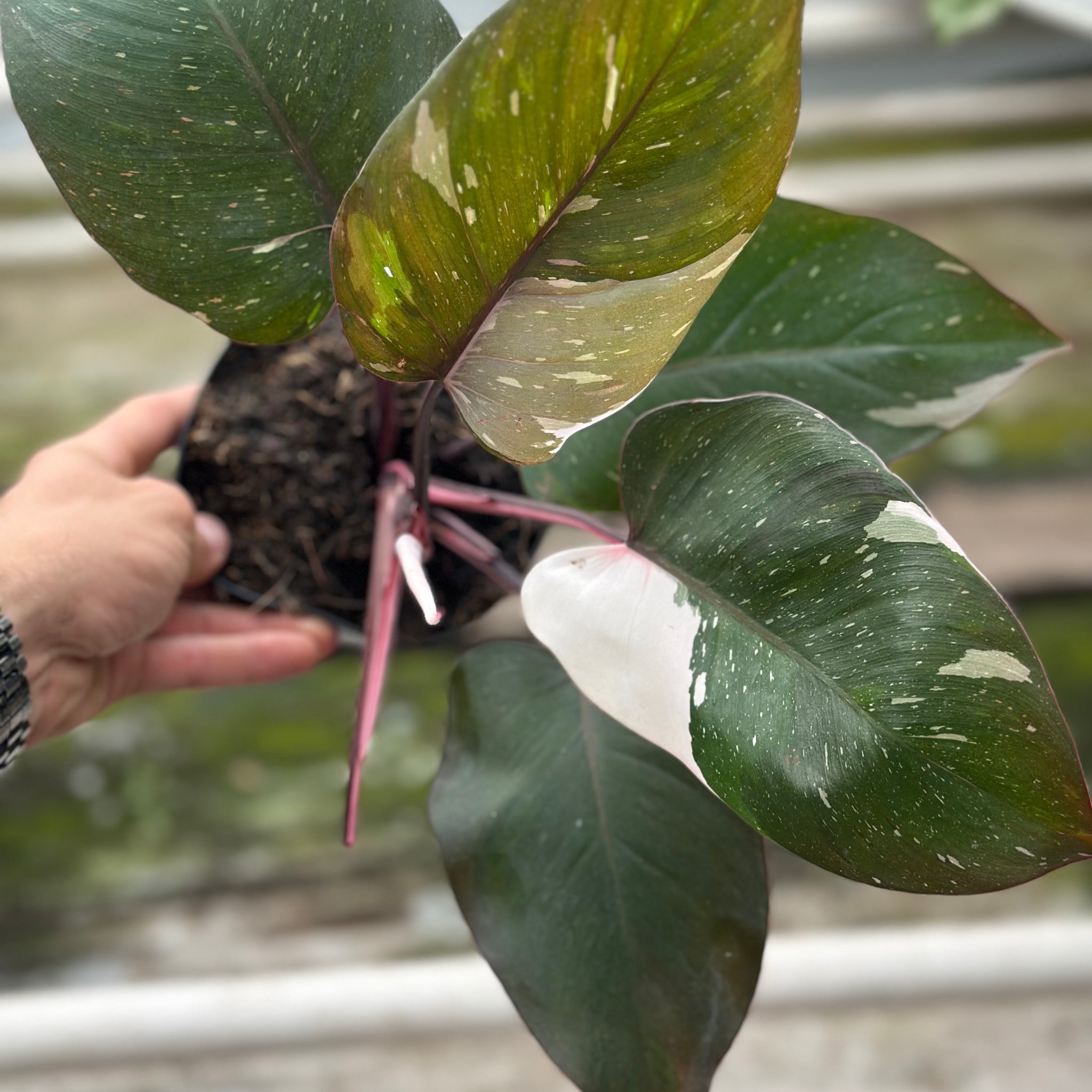 philodendron andersons red Philodendron Red Anderson