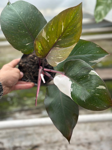 philodendron red wonder Philodendron Red Anderson