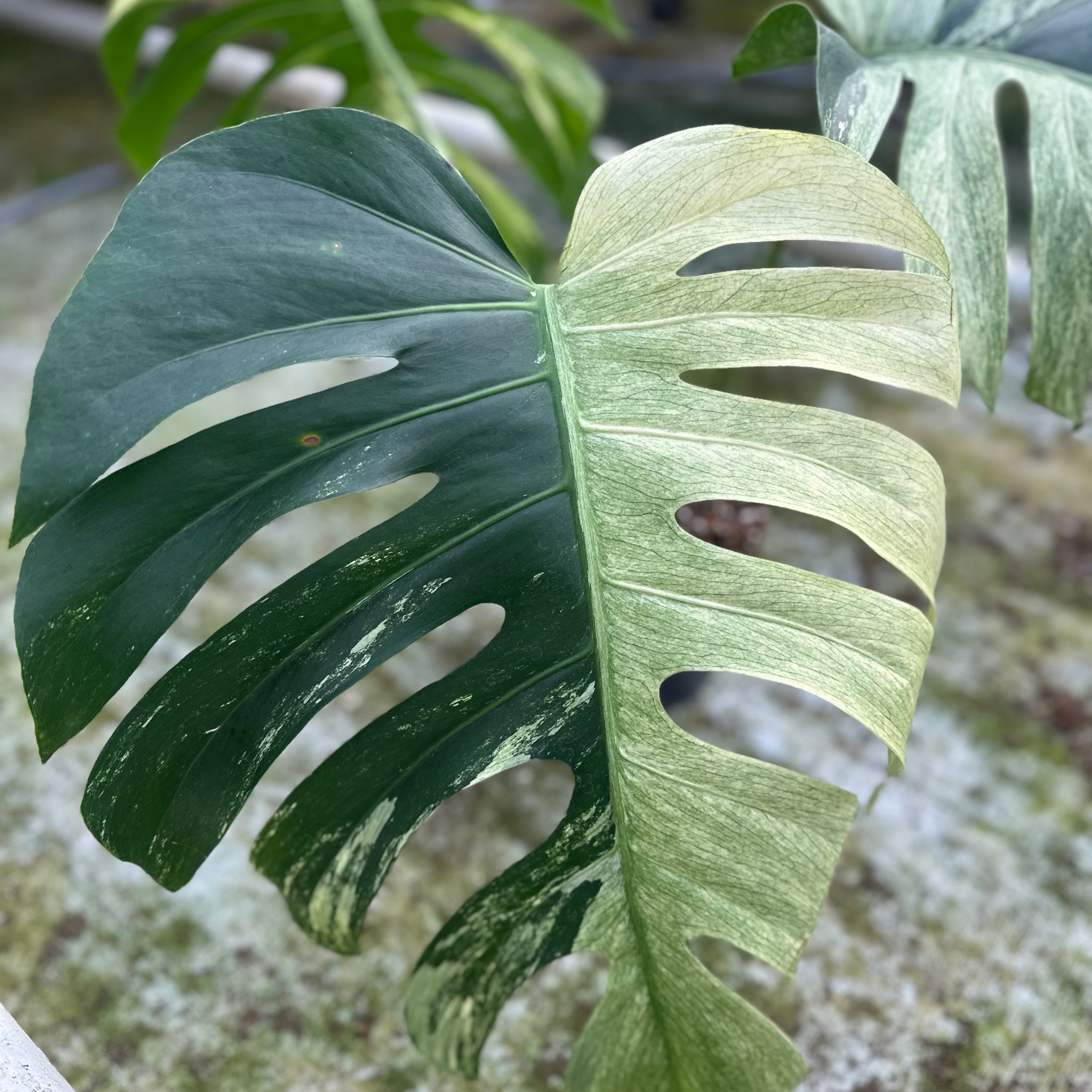 Monstera Jungle Mint - 1