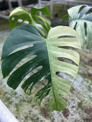 Monstera Jungle Mint - 1