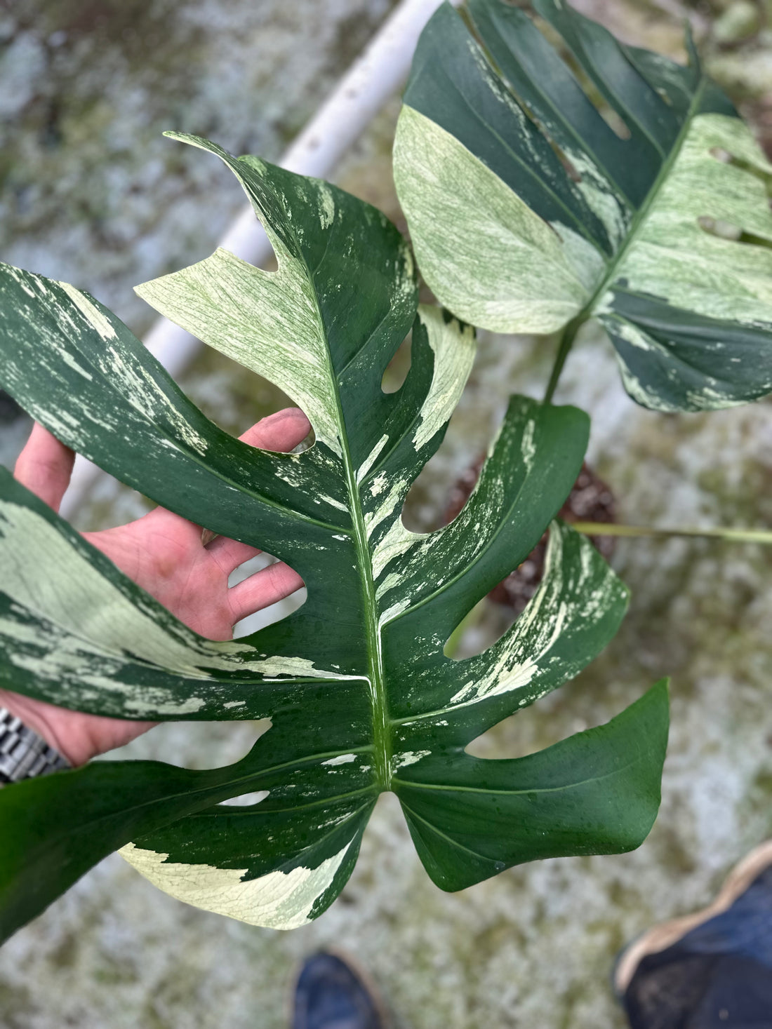 Monstera Jungle Mint - 1