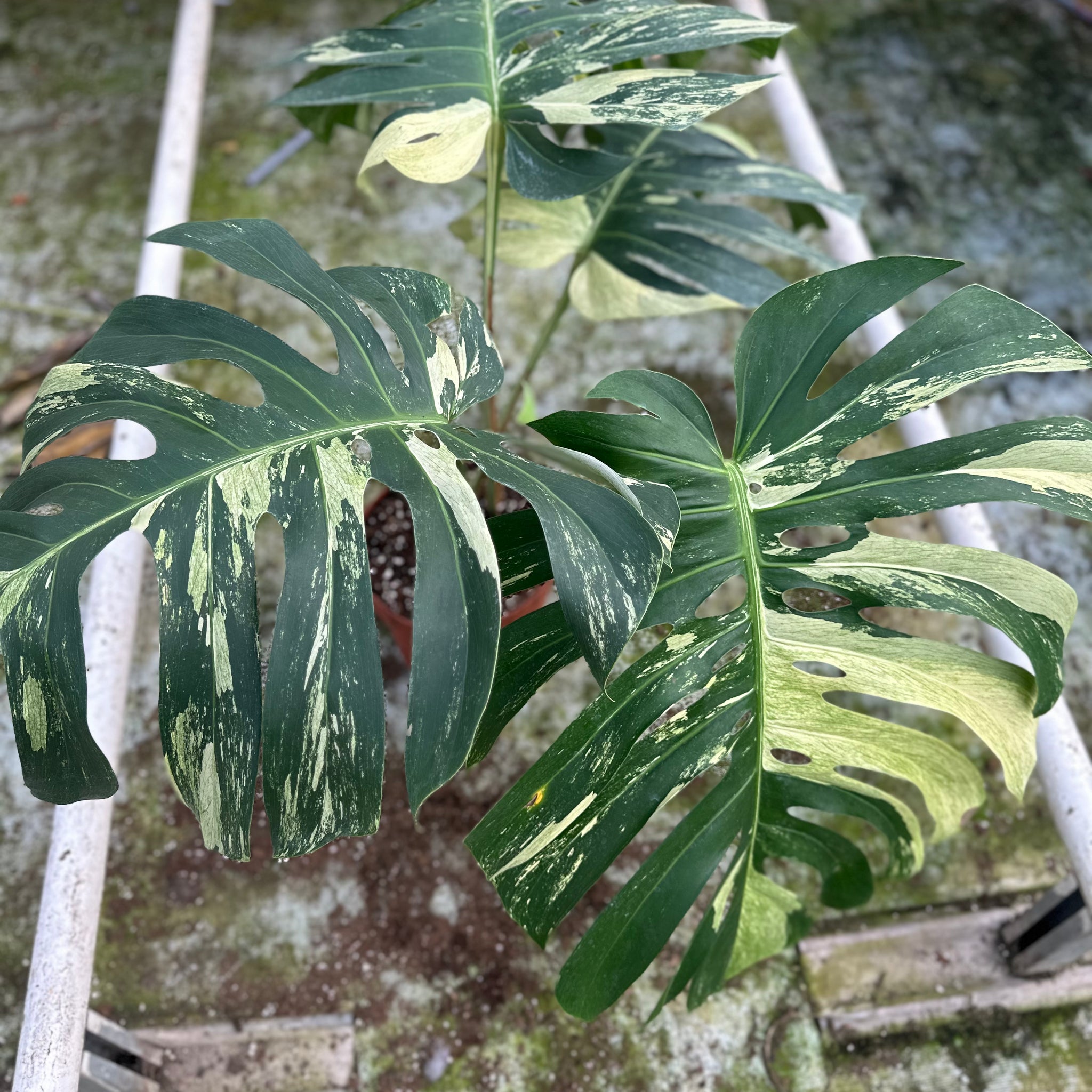 Monstera Jungle Mint - 2