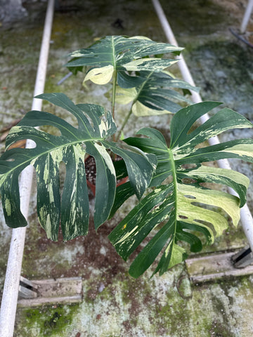 Monstera Jungle Mint - 2