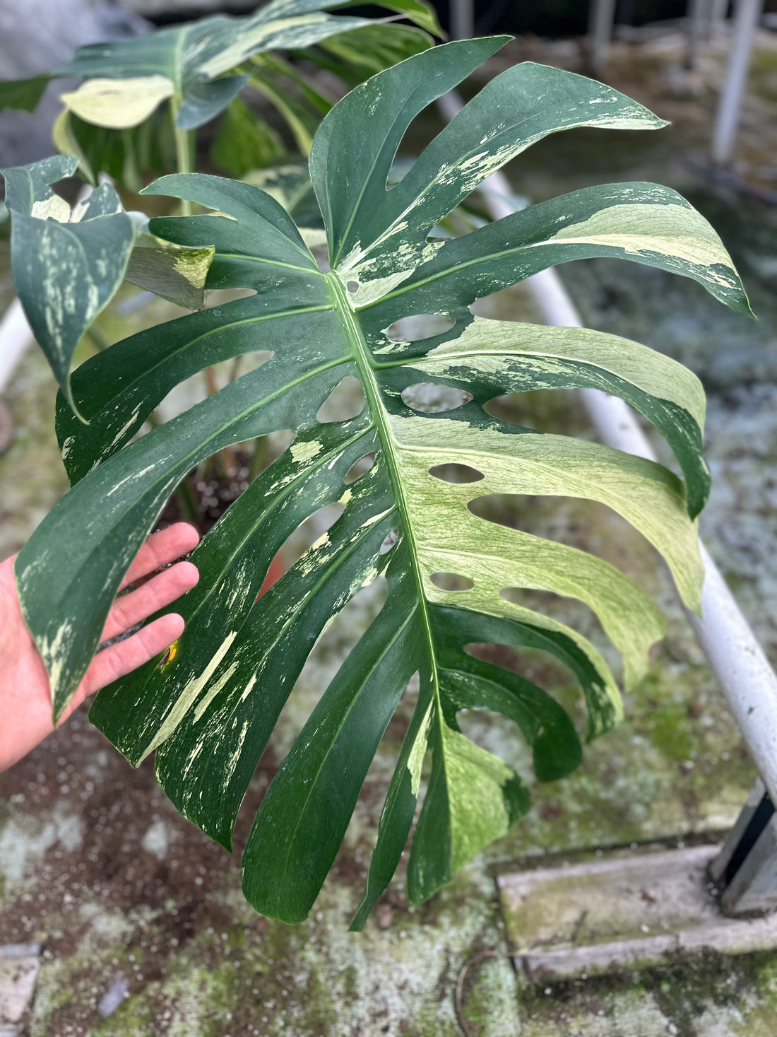 Monstera Jungle Mint - 2
