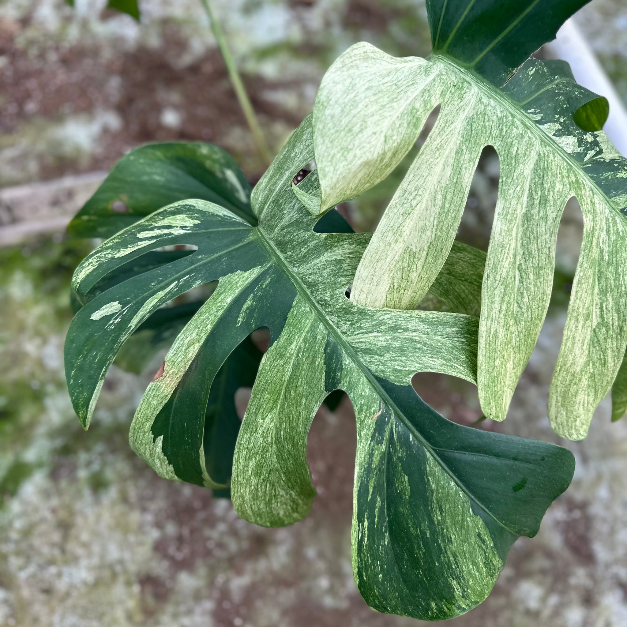 Monstera Jungle Mint - 3