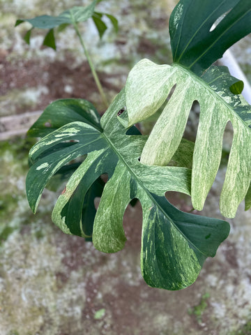 Monstera Jungle Mint - 3