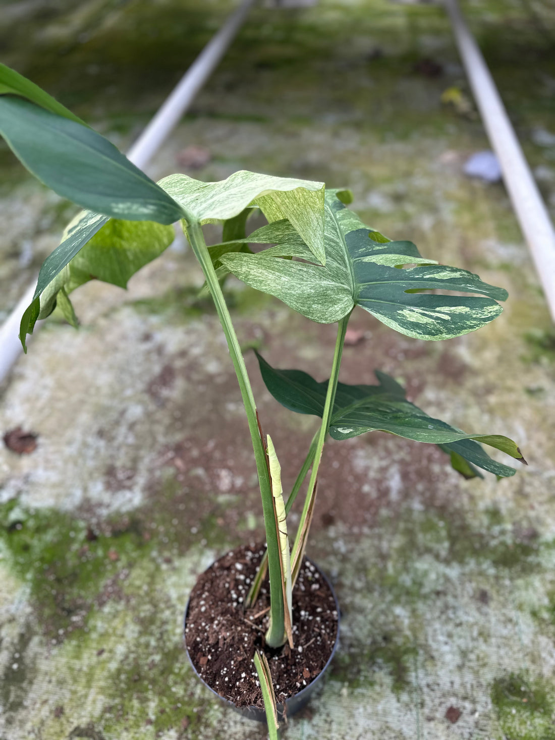 Monstera Jungle Mint - 3