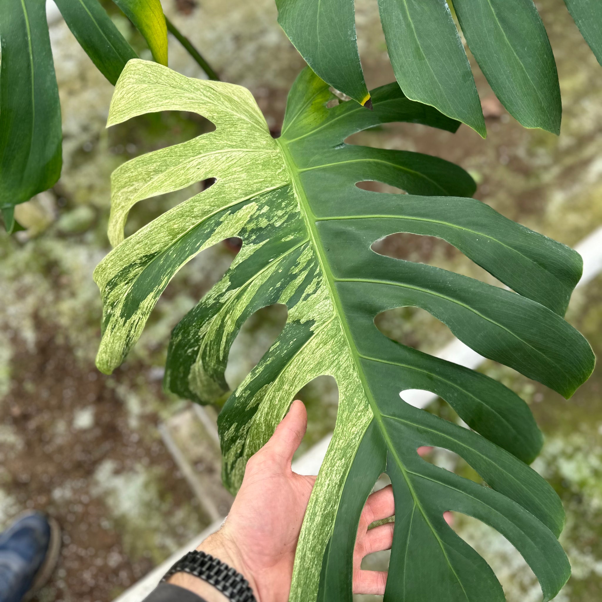 Monstera Jungle Mint - 4