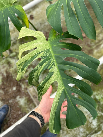 Monstera Jungle Mint - 4