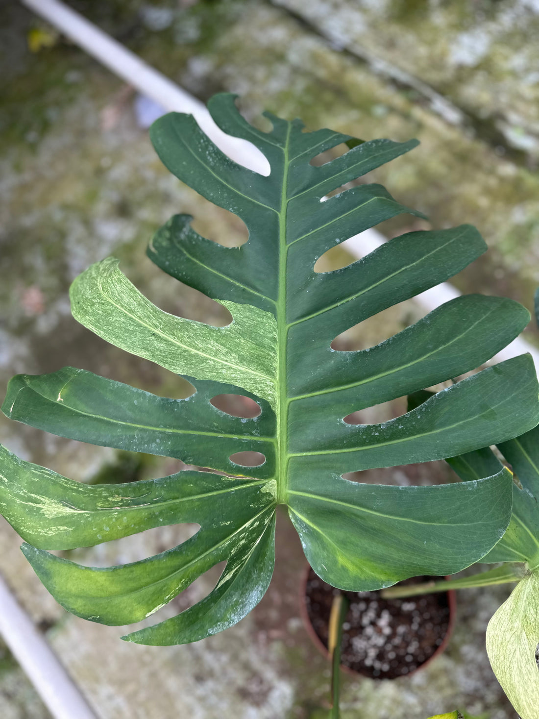 Monstera Jungle Mint - 4