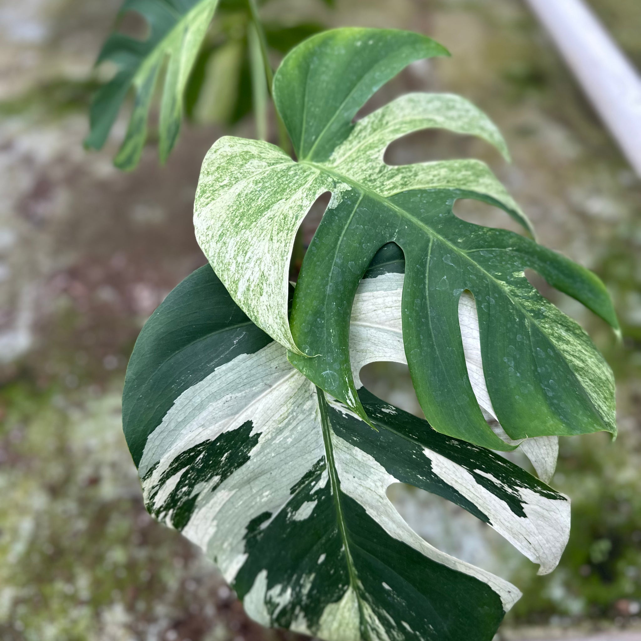 Monstera Jungle Mint - 5