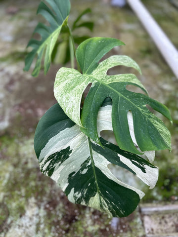 Monstera Jungle Mint - 5