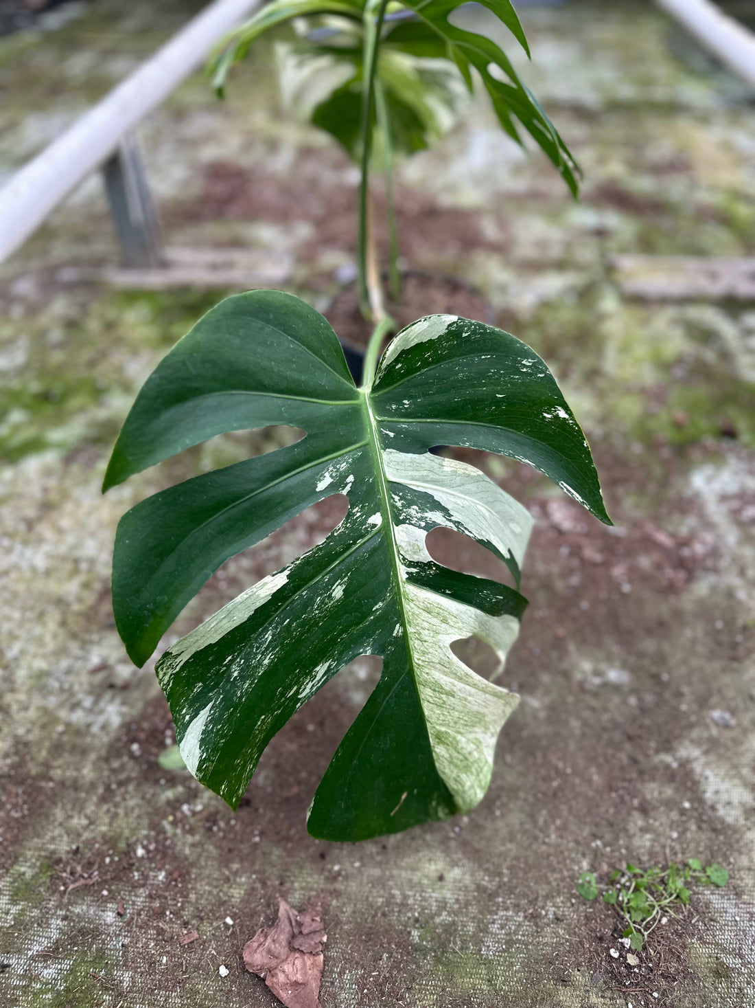 Monstera Jungle Mint - 5