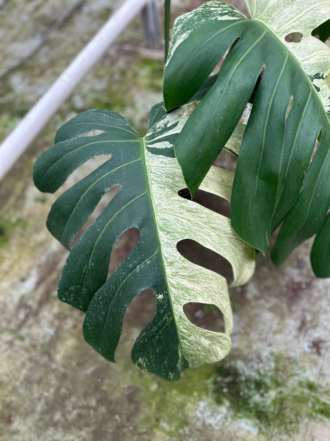 Monstera Jungle Mint - 6