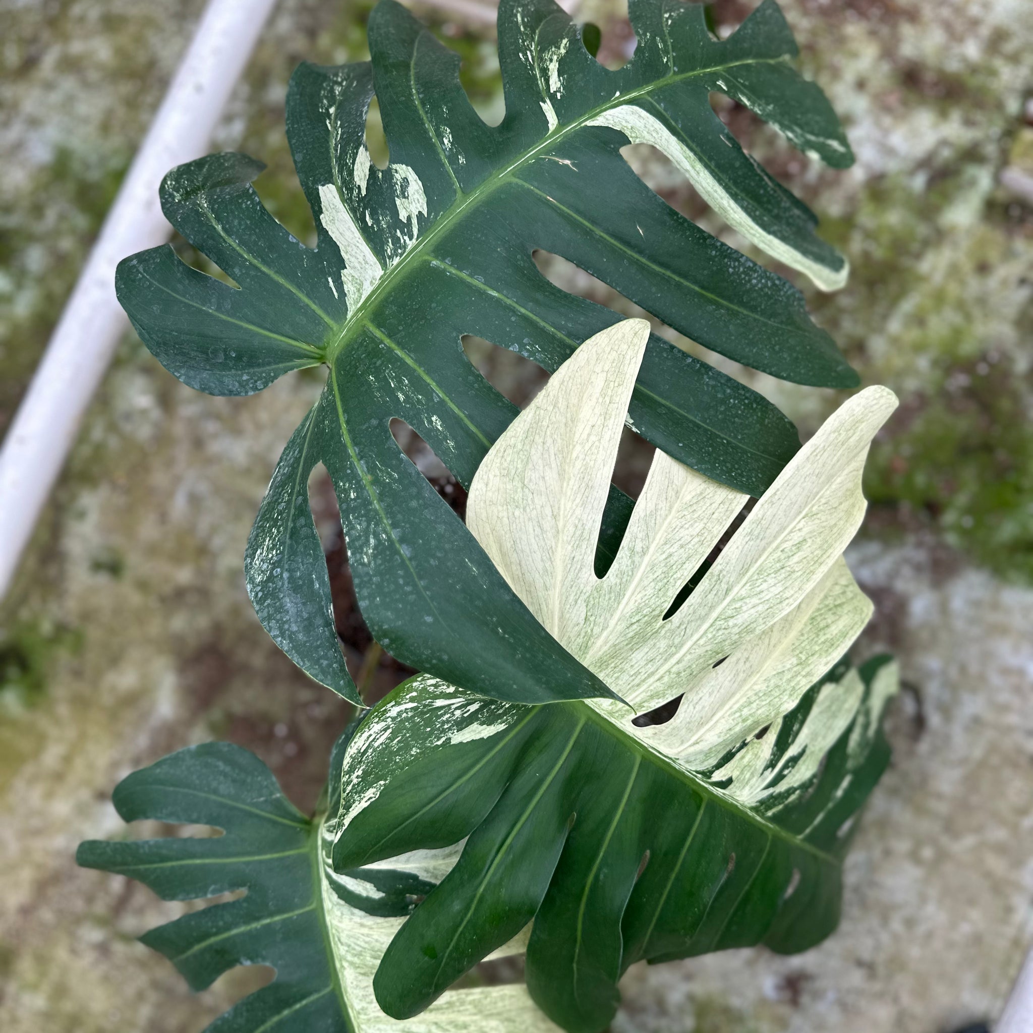 Monstera Jungle Mint - 6