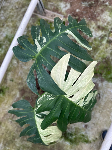 Monstera Jungle Mint - 6