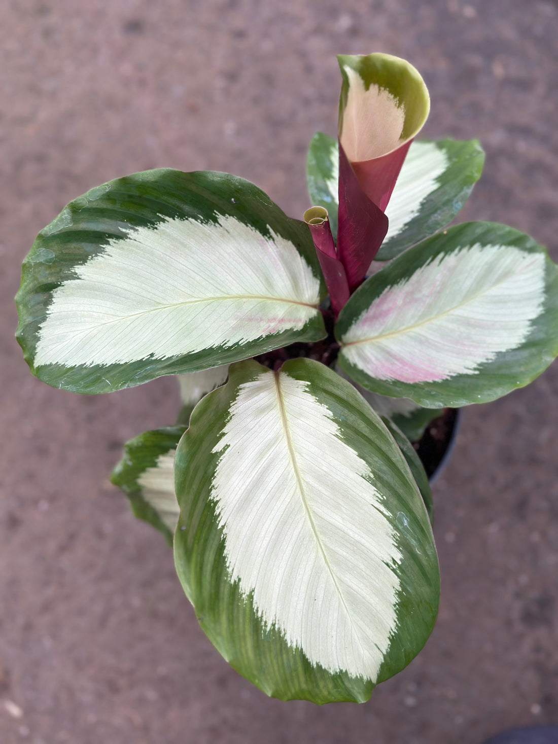 Calathea Royal Standard
