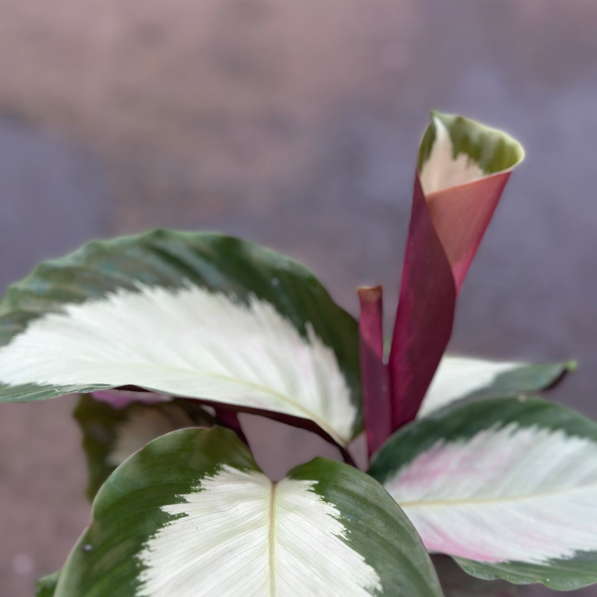 Calathea Royal Standard