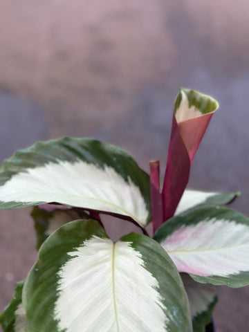 Calathea Royal Standard