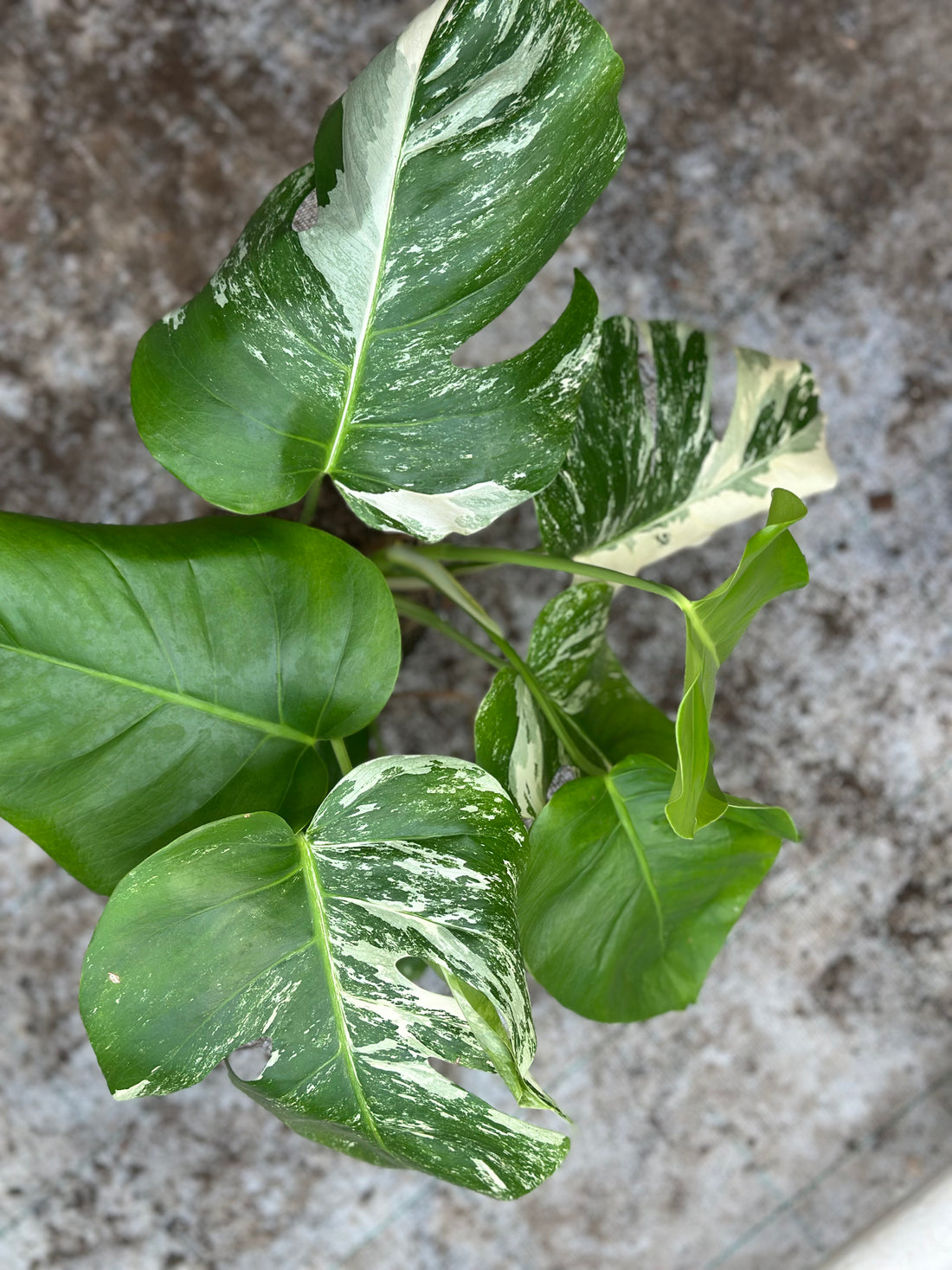 Monstera Albo Variegated
