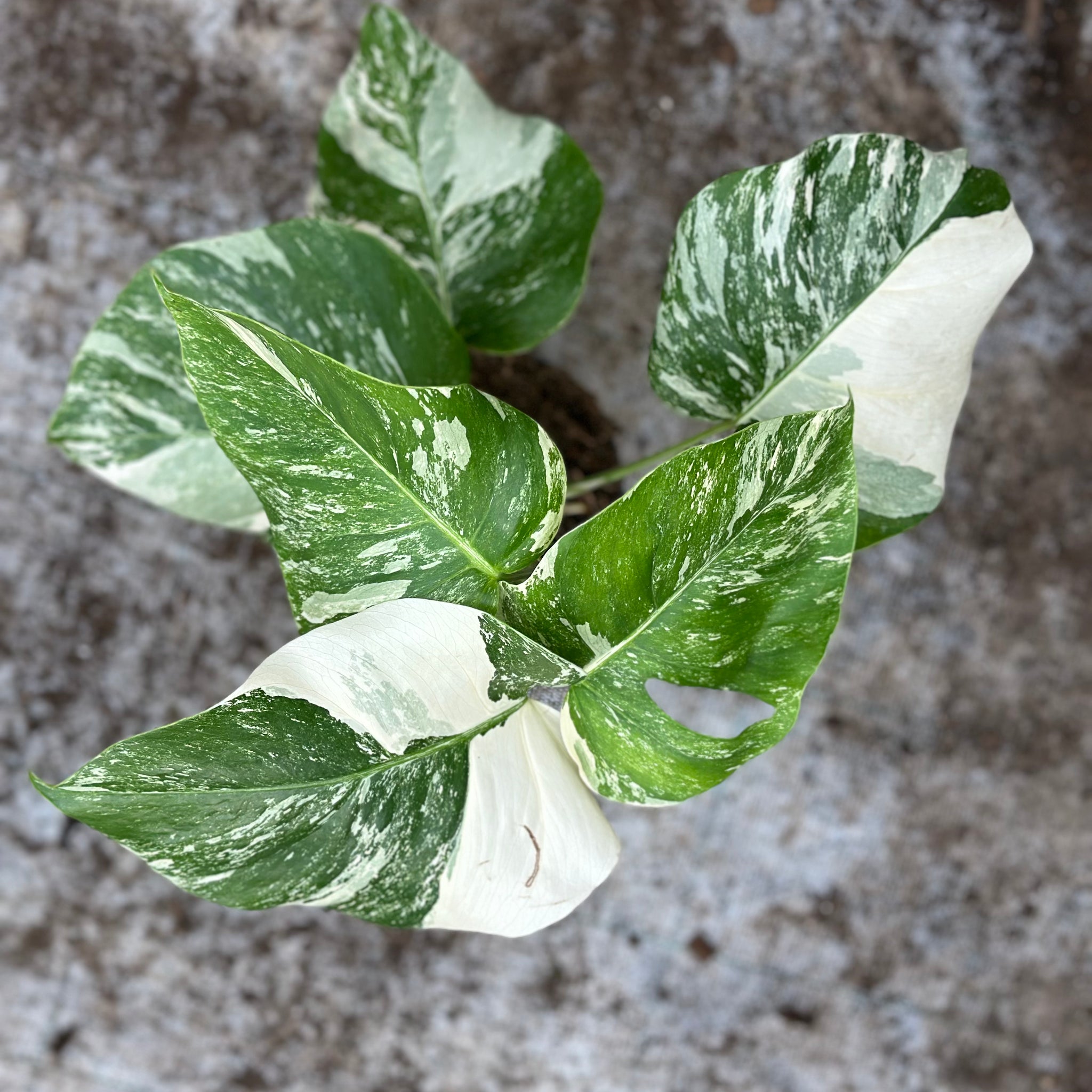 Monstera Albo panaché