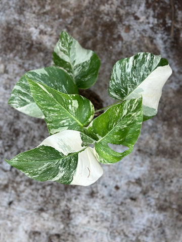Monstera Albo panaché
