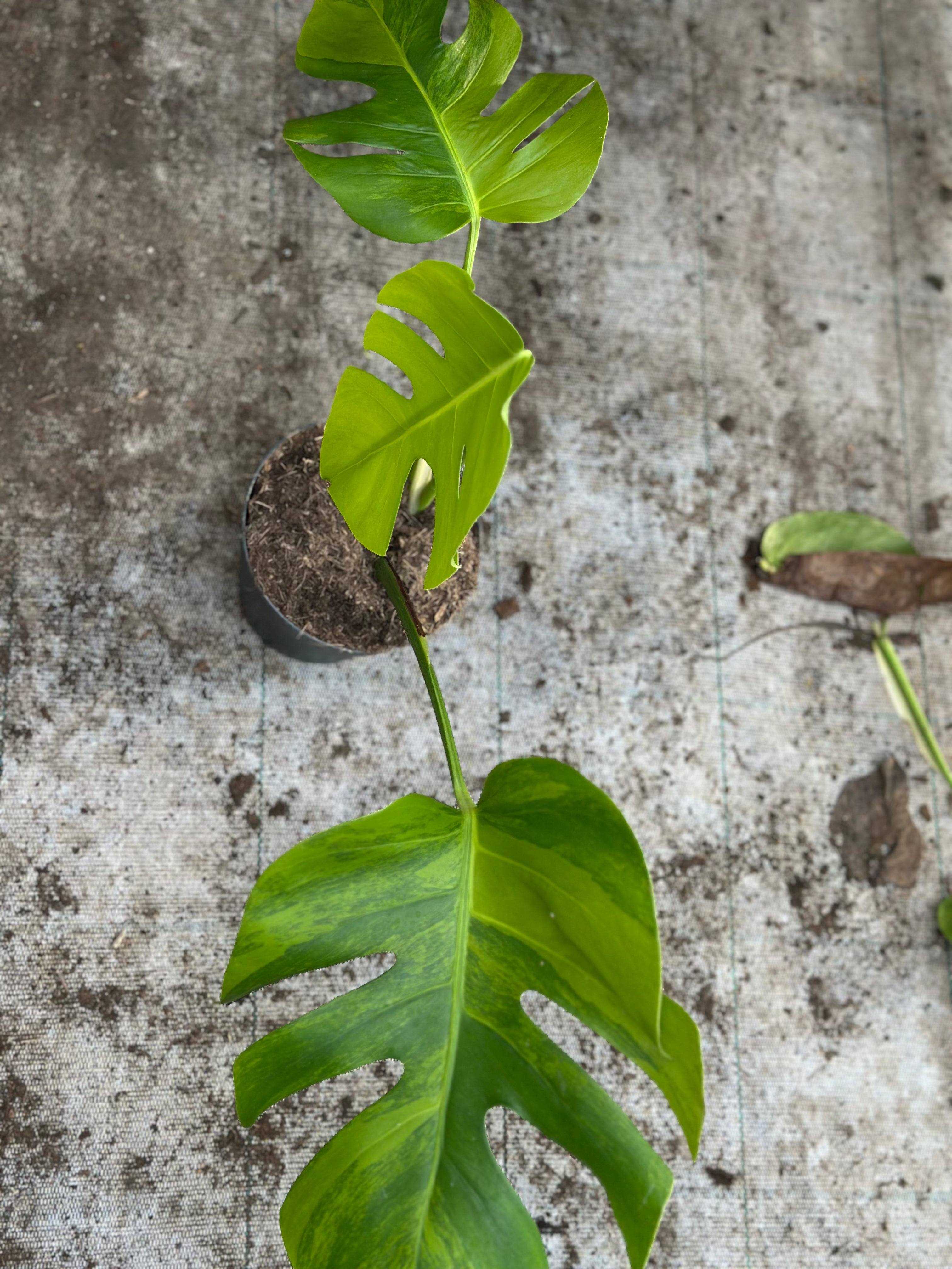 モンステラ・ポトス Monstera Green on Green モンステラ・ポトス