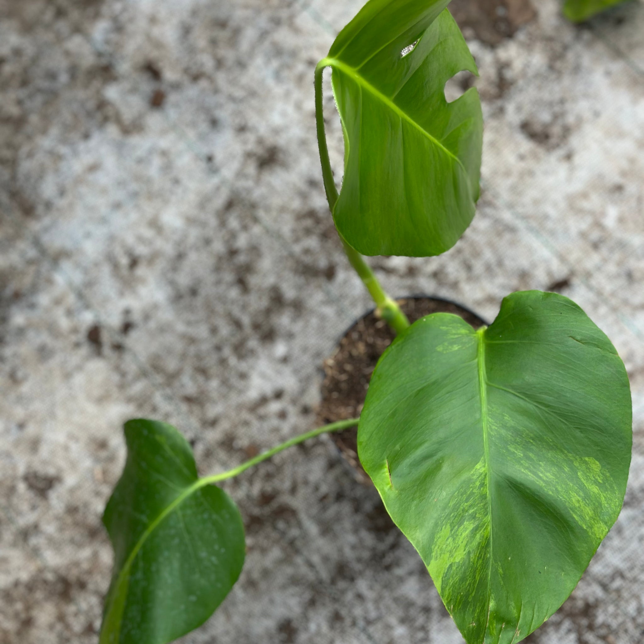 Monstera Green on Green
