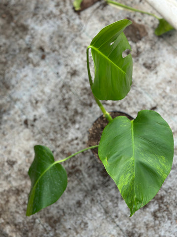 Monstera Green on Green