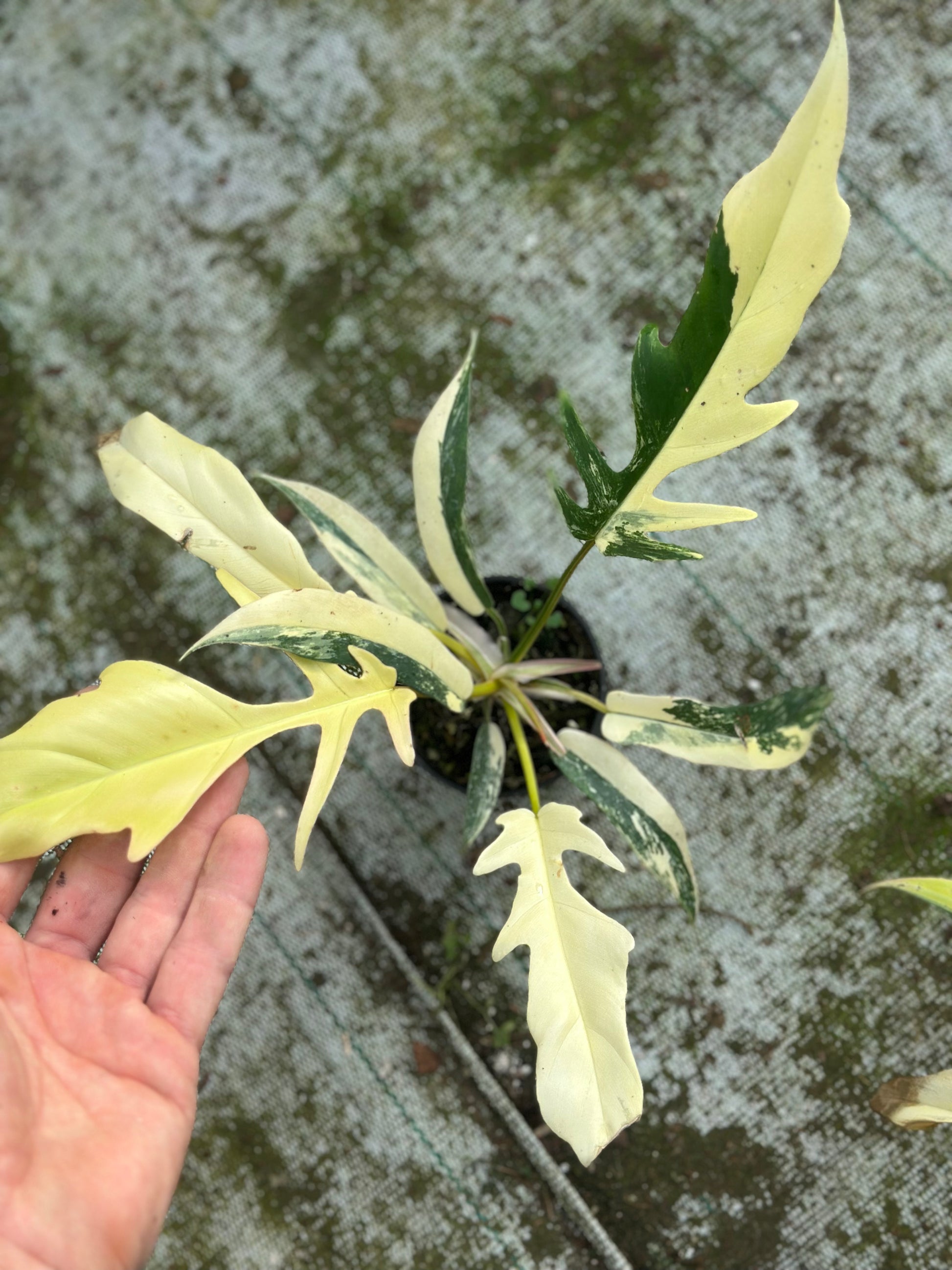 Philodendron Tortum x Florida Beauty – GrowJungle Philodendron Tortum x Florida Beauty – GrowJungle