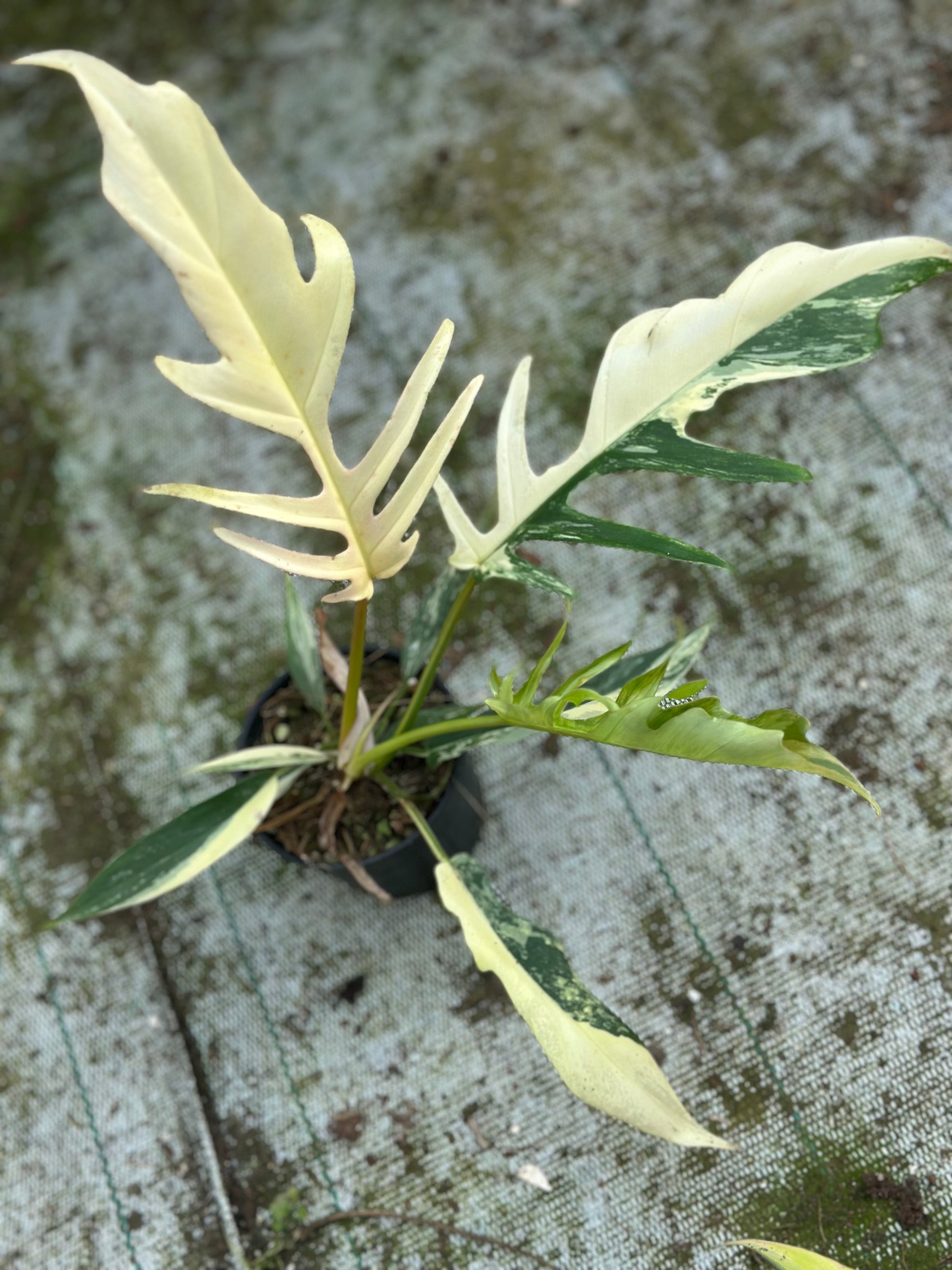 philodendron florida beauty x tortum Philodendron Tortum x Florida Beauty – GrowJungle