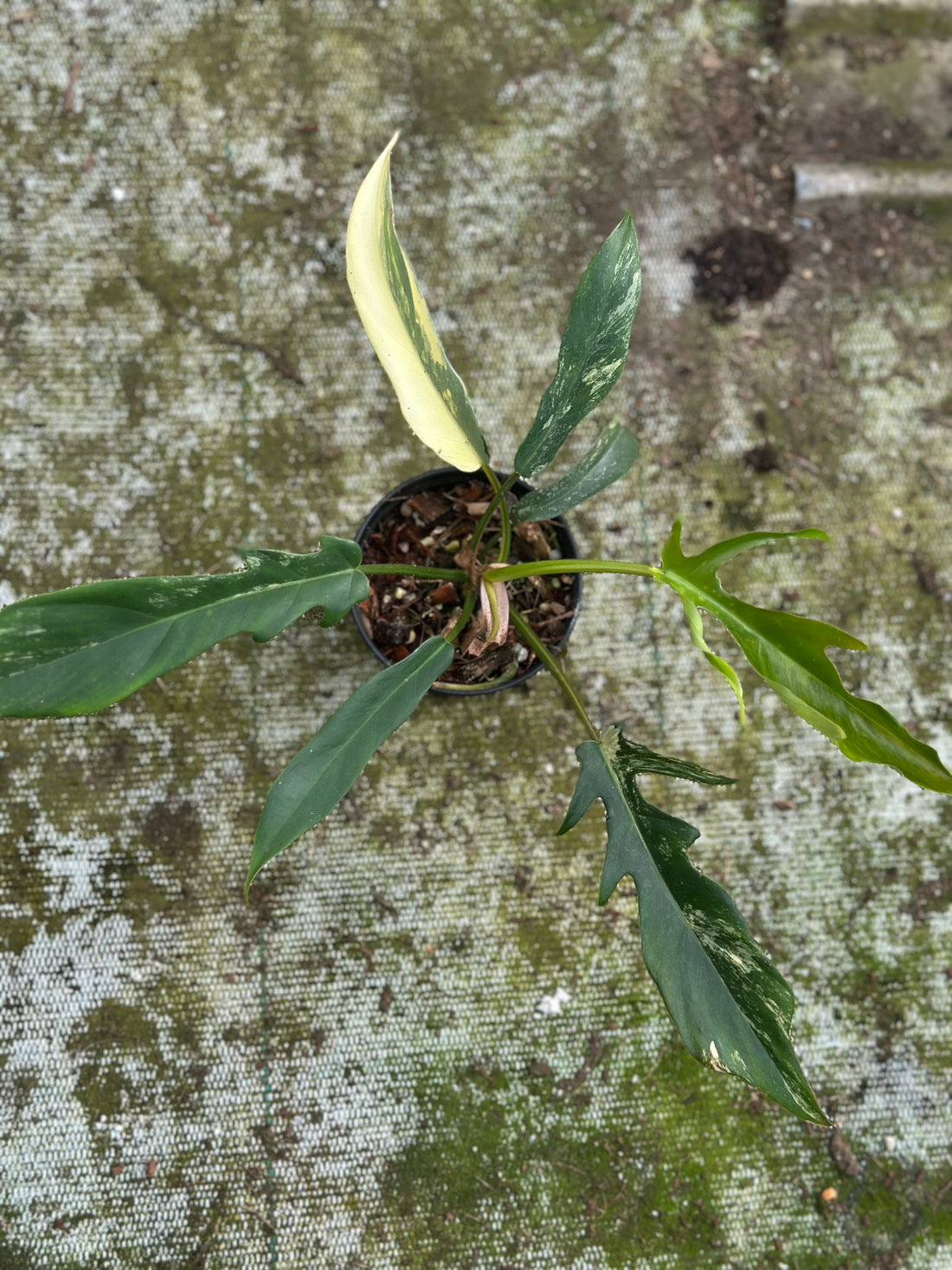 Philodendron Tortum x Florida Beauty
