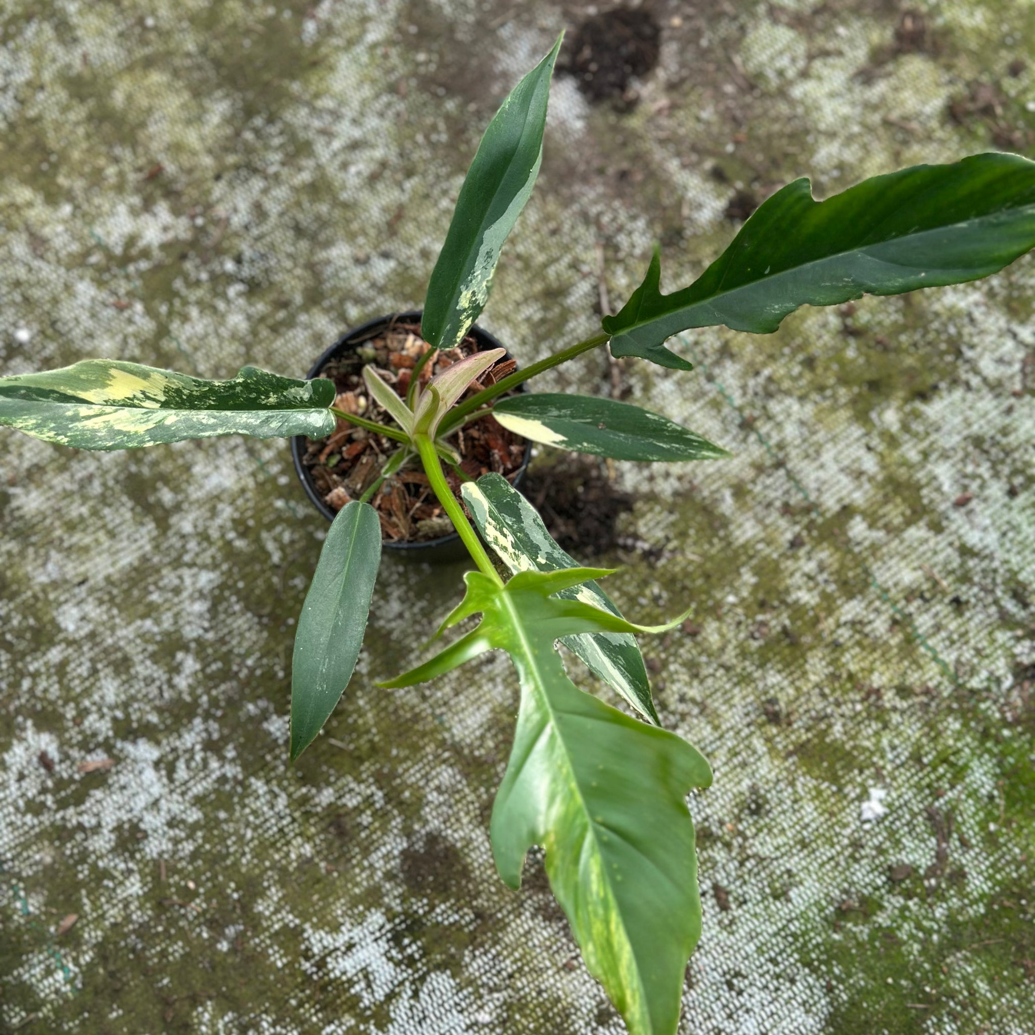 philodendron tortum variegated Philodendron Tortum x Florida Beauty – GrowJungle