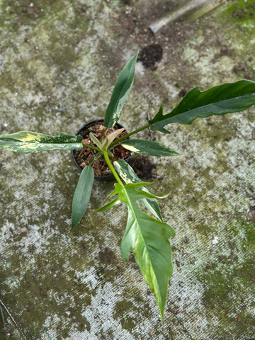 Philodendron Tortum x Florida Beauty