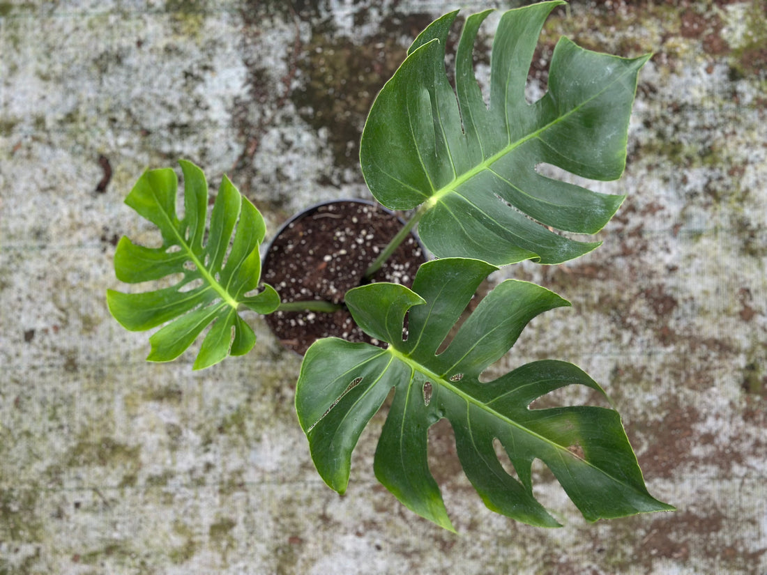 Monstera Form 6