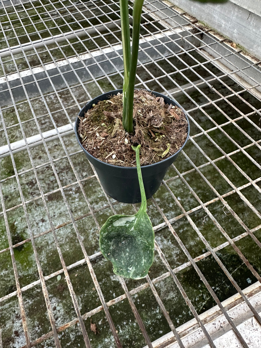 Monstera 'Cup" Mutation