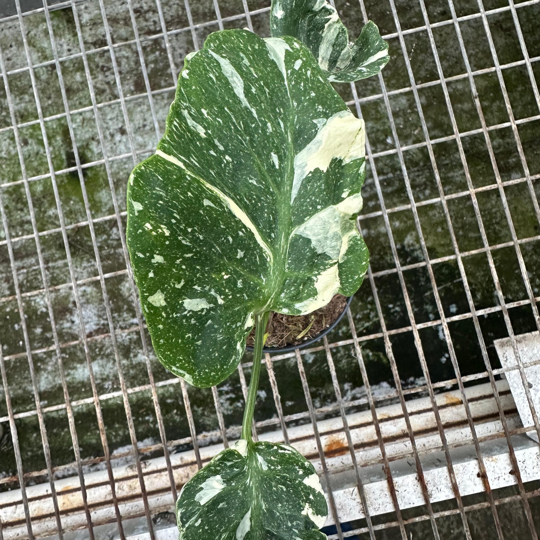 Monstera 'Cup" Mutation