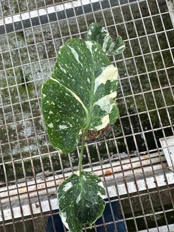 Monstera 'Cup" Mutation