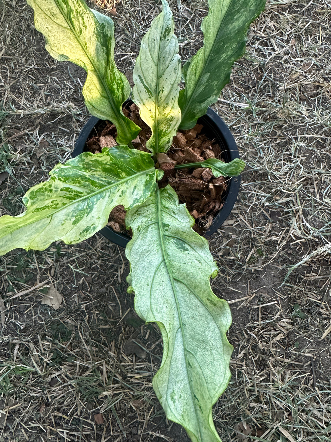 Anthurium Super Star