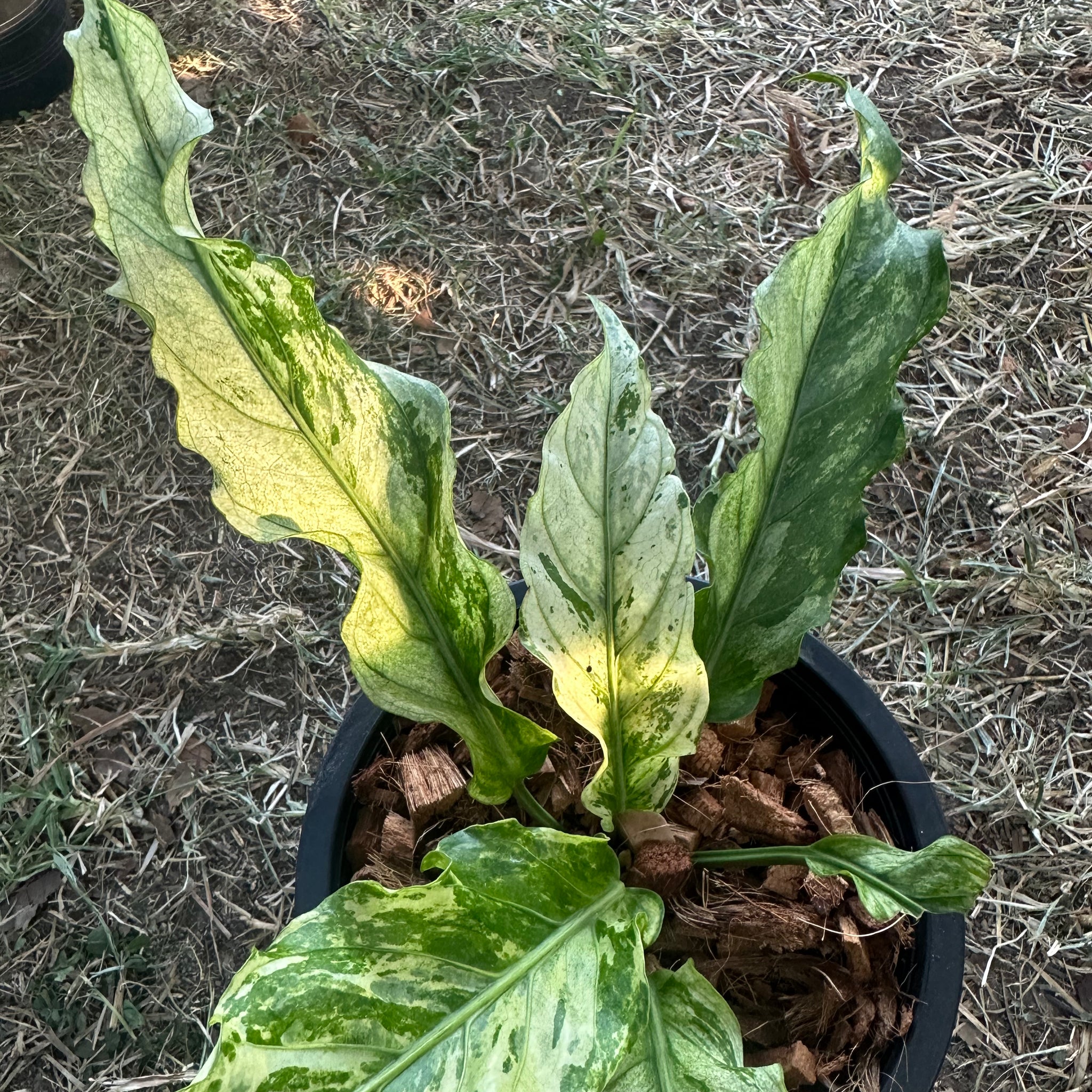 Anthurium Super Star