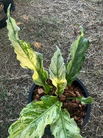 Anthurium Super Star