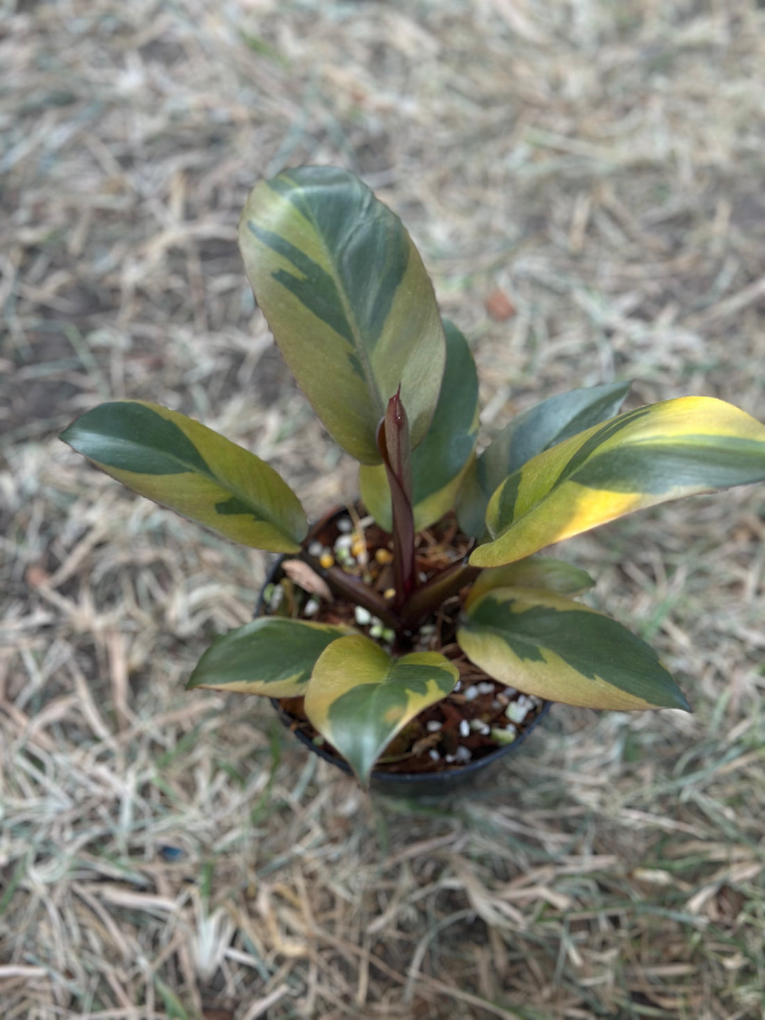 Philodendron Black Cardinal Nr. 2