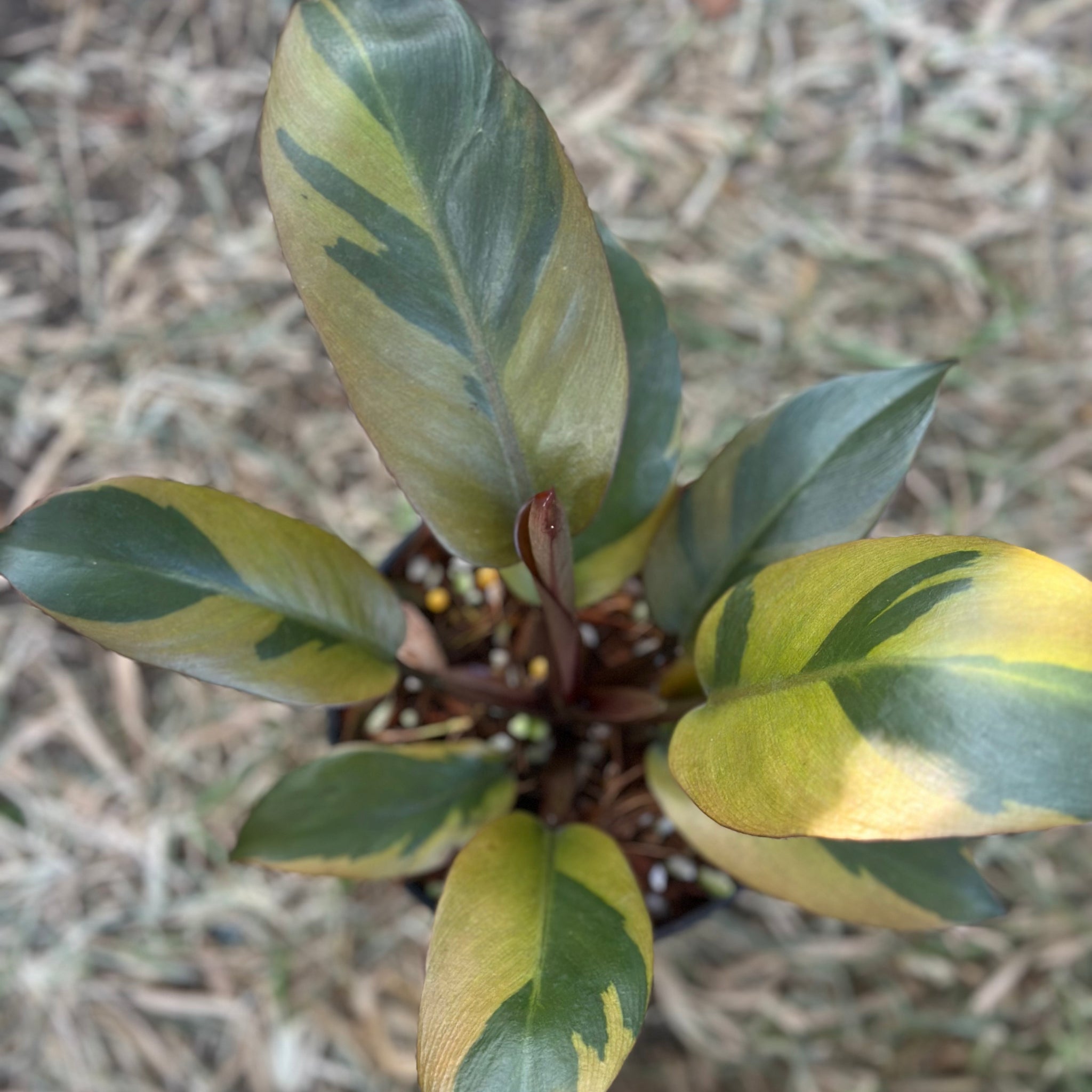 Philodendron Black Cardinal Nr. 2